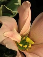 Pollen Pistils Flowering