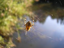 Spin Spider Web Spider-Like