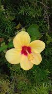 Nature Flower Flora