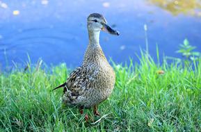 Duck Crossword Water Bird