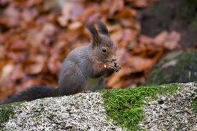 Nature Animal World Cute