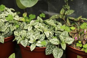 Gipoestes Hypoestes Plant
