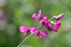 Ziererbse Pea Flower Blossom