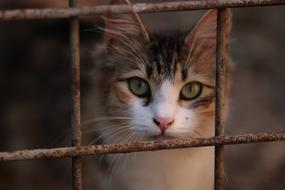 Beautiful brown cat