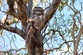 Tawny Frogmouth Nocturnal Bird