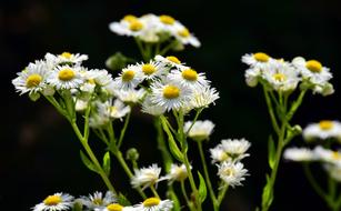 Fleabane One Year Flower