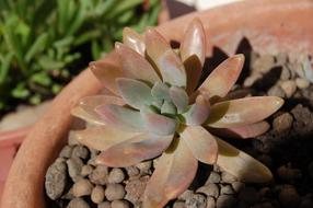 Nature Succulent Plant