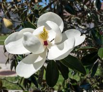 Magnolia Close Up Flower