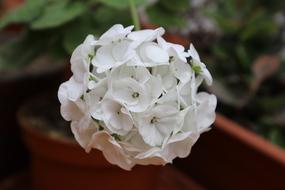 Geranium Plants Plant