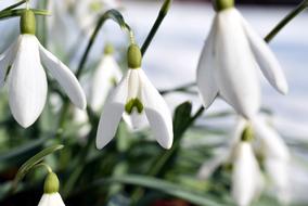 Snowdrop Nature Flower