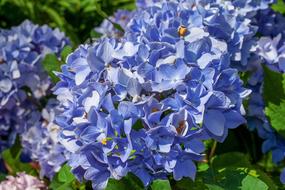Hydrangea Flower