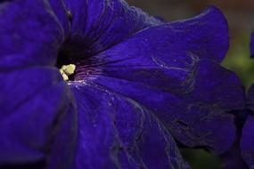 Flower Nature Bloom