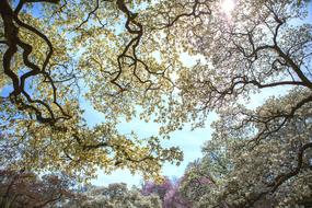 trees green sky