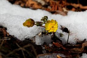 Snow Winter Nature Multiple
