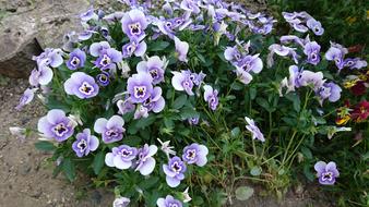 Flowers Plant Natural