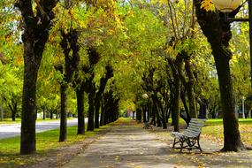 trees bench road