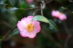 Flower Plant Nature