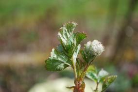 Nature Leaf Plant