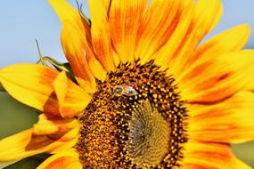 The sunflower is a big beautiful sunflower