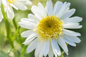 white daisies yellow