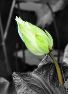 Indian Lotus Bud