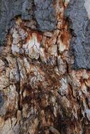 Bark Nature Tree