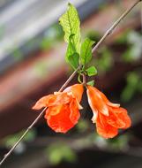 Clockvine Pomegranate Flower