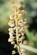 Seeds Seed Capsules Flower
