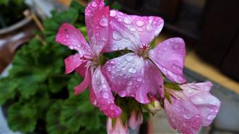 Flower Nature Plant
