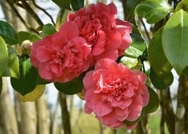 Flowers Camellia Pink