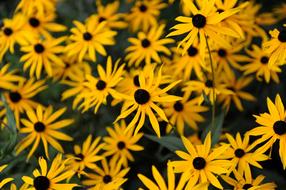 Flower Summer Nature