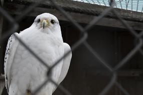white eagle at the gate