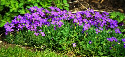 Flower Plant Nature