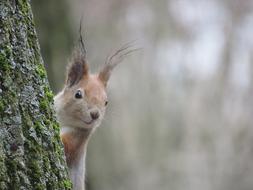 Nature Living Mammals
