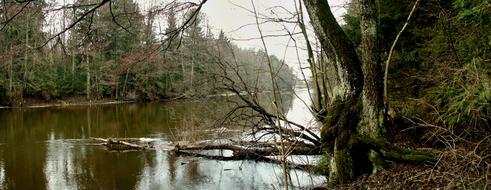 Nature Tree Monolithic Part Of The