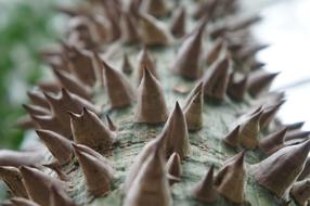 Nature Plant Background