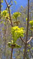 Nature Flora Tree