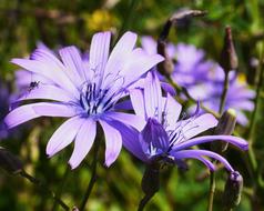 Mountain Flowers Blue Cos High