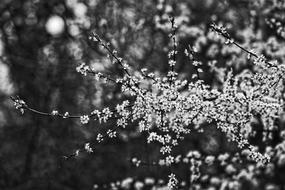 Cherry Blossom Flower Tree