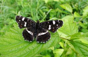 Butterfly Day Nature Insect At The
