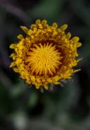 Dandelion Yellow Flower