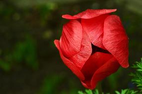 red poppy closed