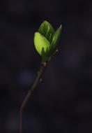 Leaves Green Branch