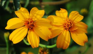 Nature Summer Flower