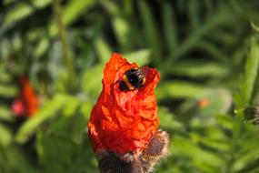 red bee is beautiful