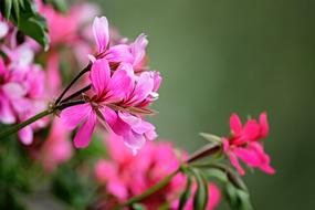 pink little bud flowers