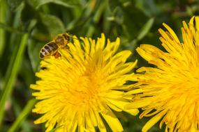 Pollen Bee Dandelion