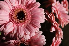 Gerbera Pink Flower