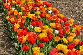 Tulips Flowers Colorful Spring