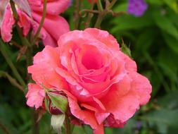 Flower Plant